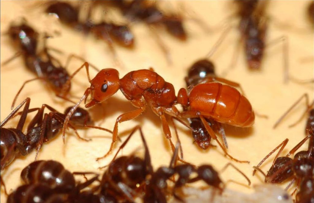 رهایی از شر مورچه های مزاحم
