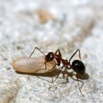 مورچه ها به صورت ژنتیکی موجودات ذخیره کننده ای هستند