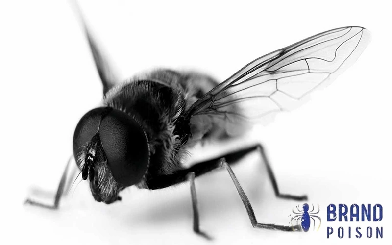 سم مگس کش آجیتا سوئیسی 1 نحوه بکارگیری از سم مگس کش آجیتا