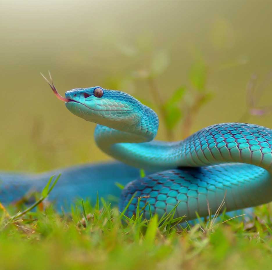 سم مار