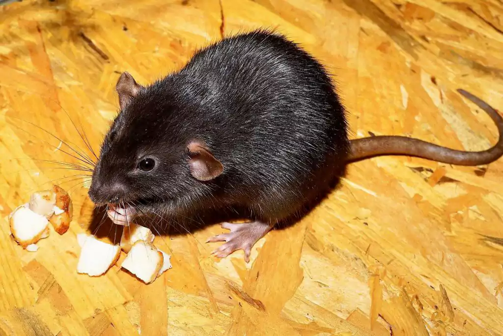 قویترین سم برای ریشه کن کردن موش