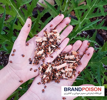 آفات تابستانی