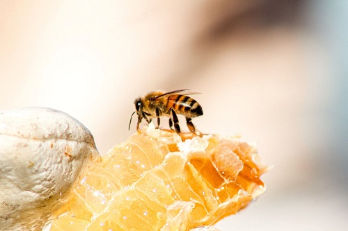 زنبور عسل و بقایای زیست در کره زمین