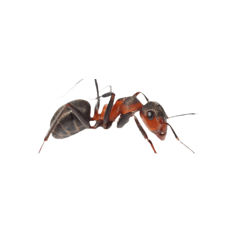 مورچه