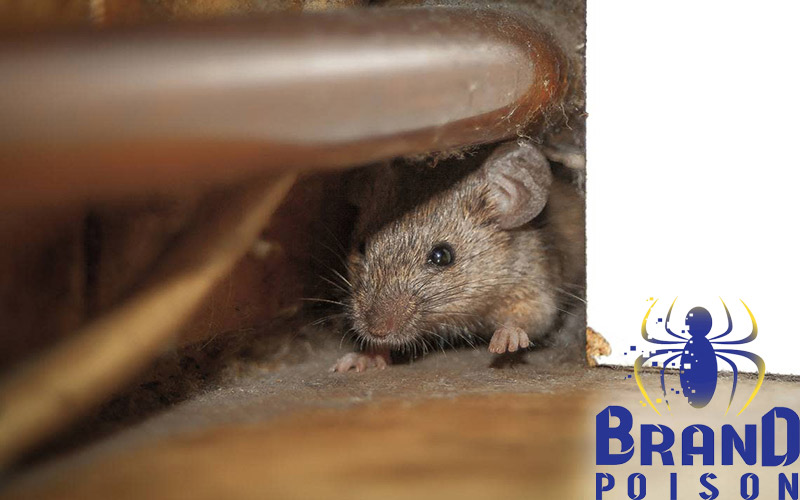 آیا موشها میتوانند باعث آتشسوزی در خانه شوند؟ 2 Studies and reports of rat related fires