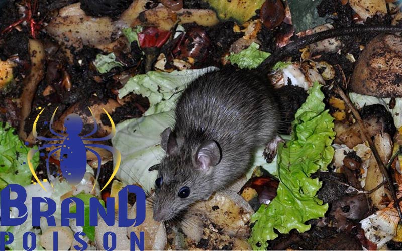 چگونه بدون استفاده از سم، موشها را از خانه دور کنیم 2 natural ways to get id of mice