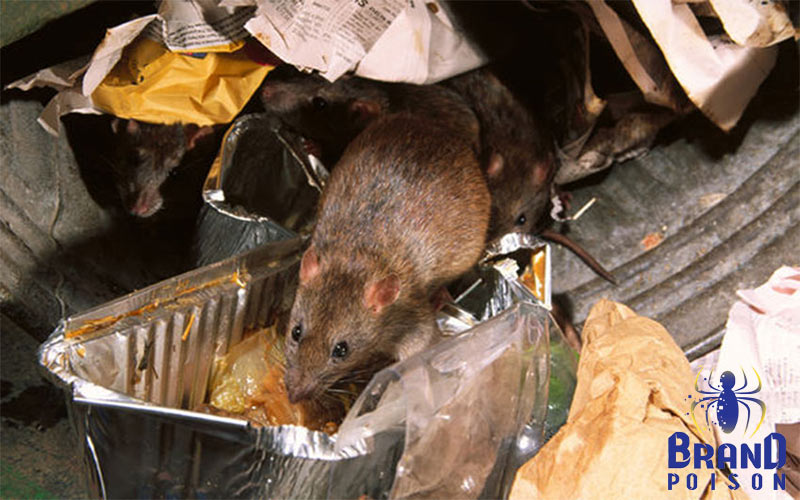 how to prevent the attraction of mice