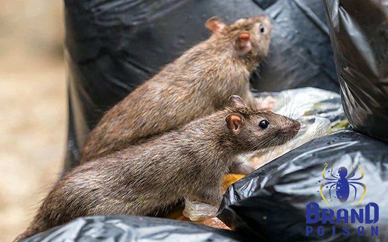 new tools and technologies t protect food from rats