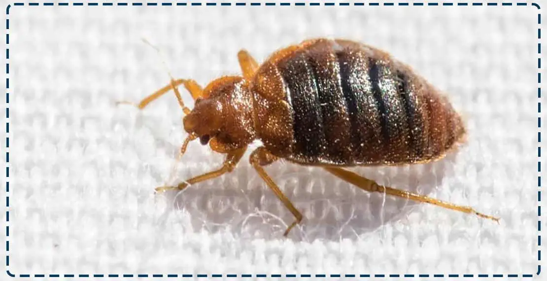 bedbug img banner