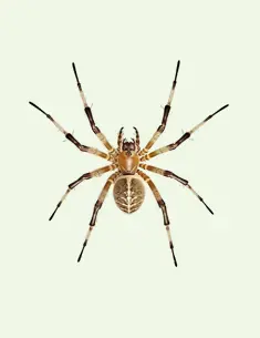 تصویر عنکبوت صفحه اصلی