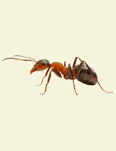 تصویر مورچه صفحه اصلی