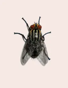 Fly