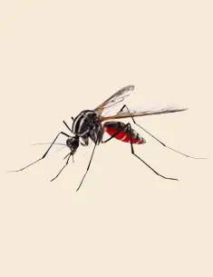 تصویر پشه صفحه اصلی