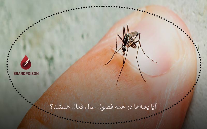 آیا پشه‌ ها در همه فصول سال فعال هستند؟