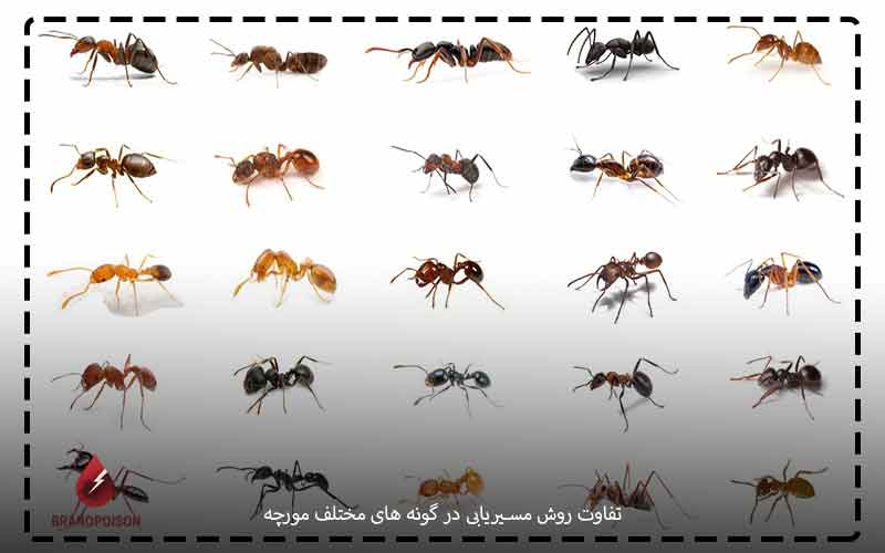 چطور مورچه ها مسیر خانه را پیدا میکنند؟ 3 تفاوت روش مسیریابی در گونه های مختلف مورچه