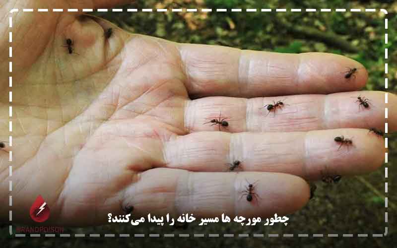 چطور مورچه‌ ها مسیر خانه را پیدا می‌کنند؟