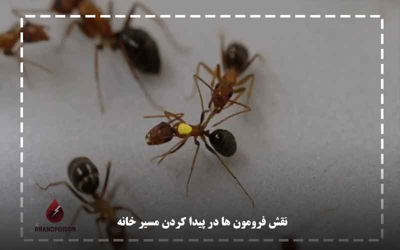 چطور مورچه ها مسیر خانه را پیدا میکنند؟ 2 نقش فرومون ها در پیدا کردن مسیر خانه