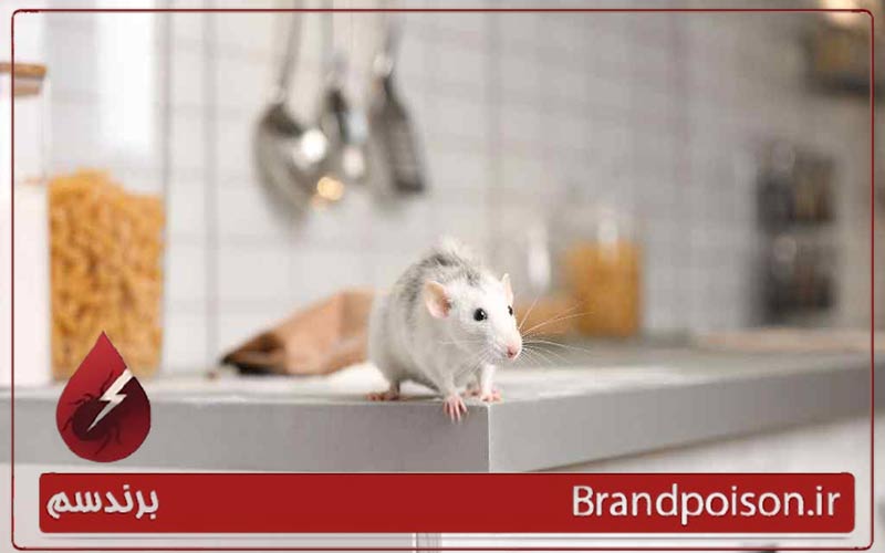 تاثیر نورپردازی مناسب بر کاهش حضور موش ها 3 مزایای استفاده از نور به جای سموم شیمیایی: مسیری سبز برای دفع آفات