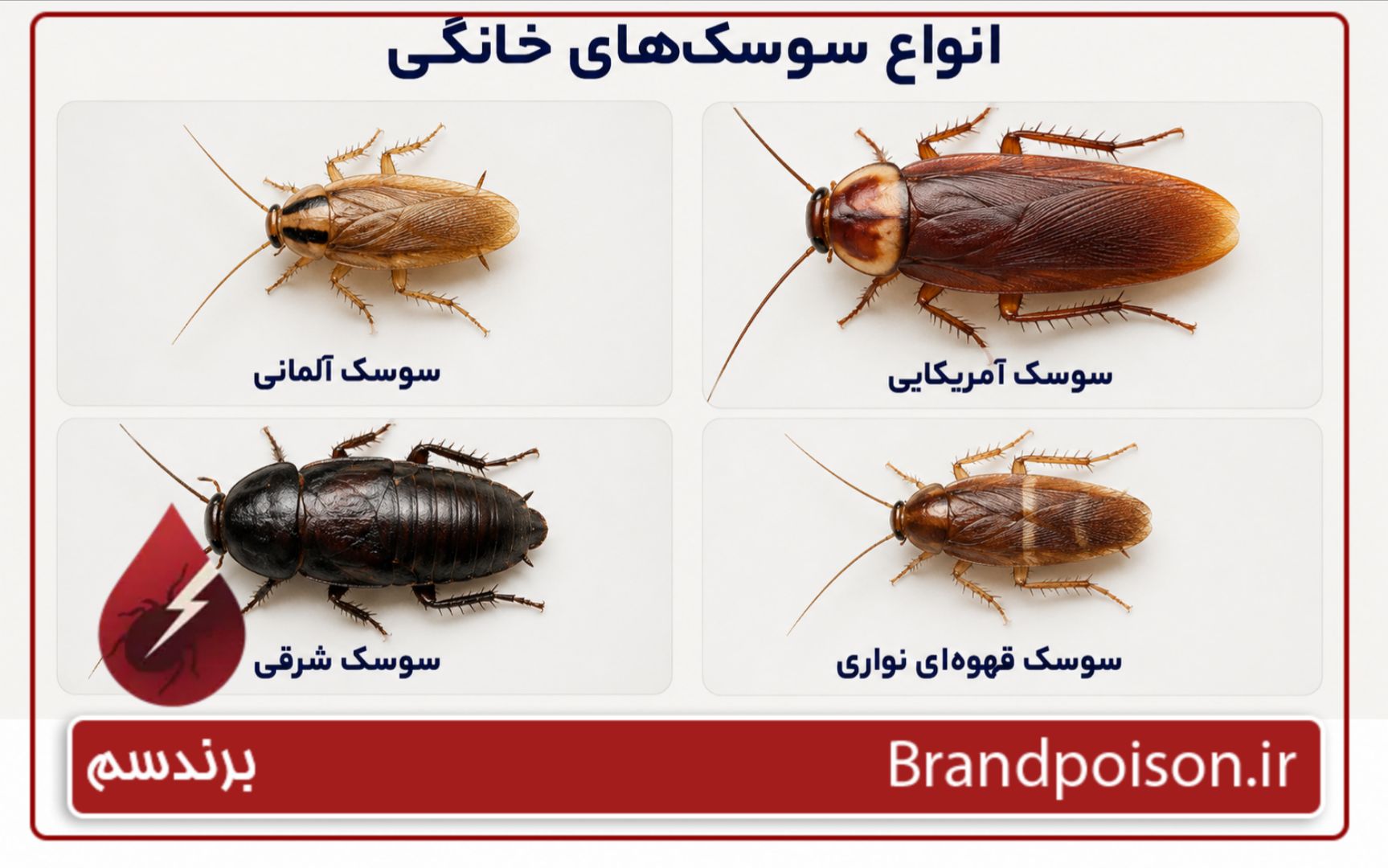 انواع سوسک که در خانه می توان دید