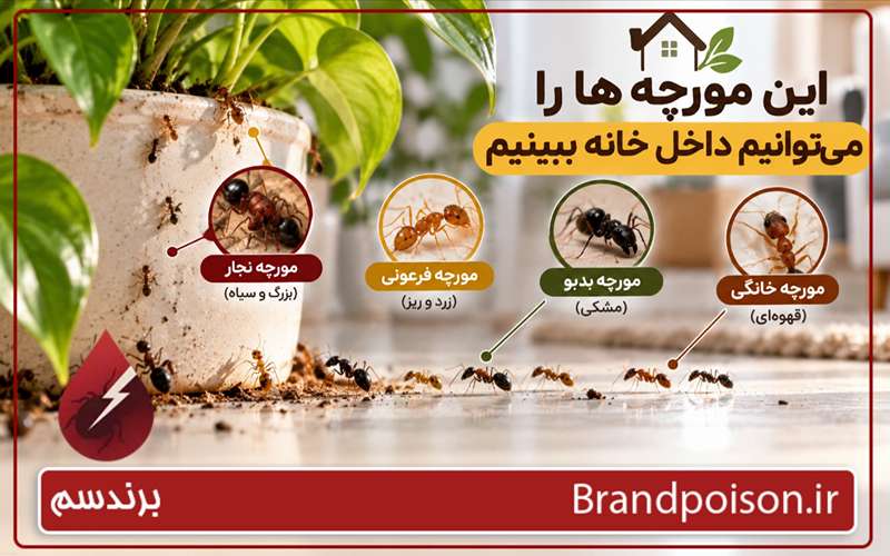 انواع مورچه های خانگی