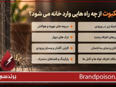 راه های ورود عنکبوت به خانه