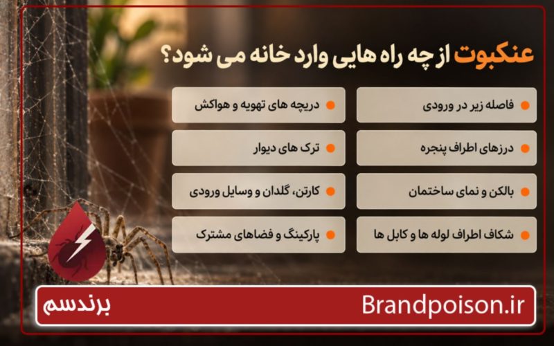 راه های ورود عنکبوت به خانه