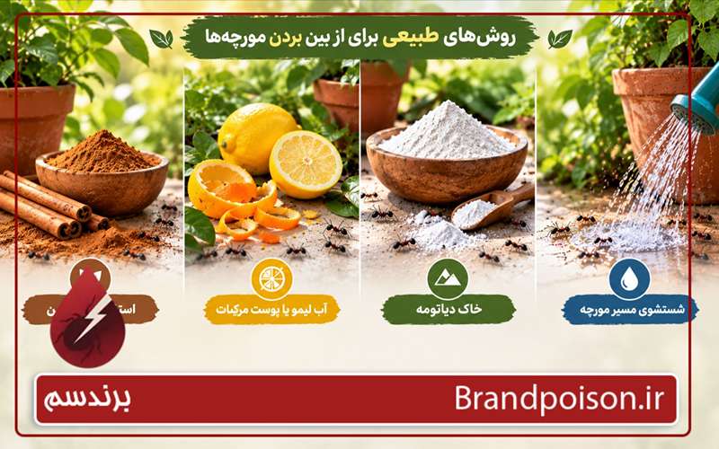 روش های طبیعی برای از بین بردن مورچه 