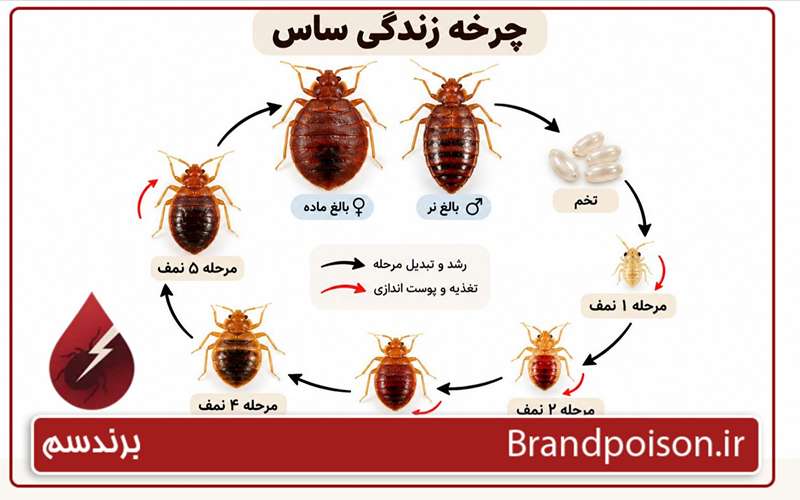 چرخه زندگی ساس تختخوابی