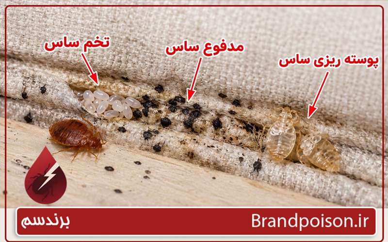 ساس در اتاق خواب