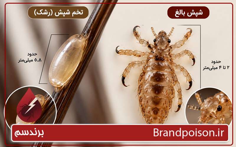 چگونه می توان تخم های شپش را شناسایی کرد؟ 5 نشانه اصلی 2 شکل تخم شپش
