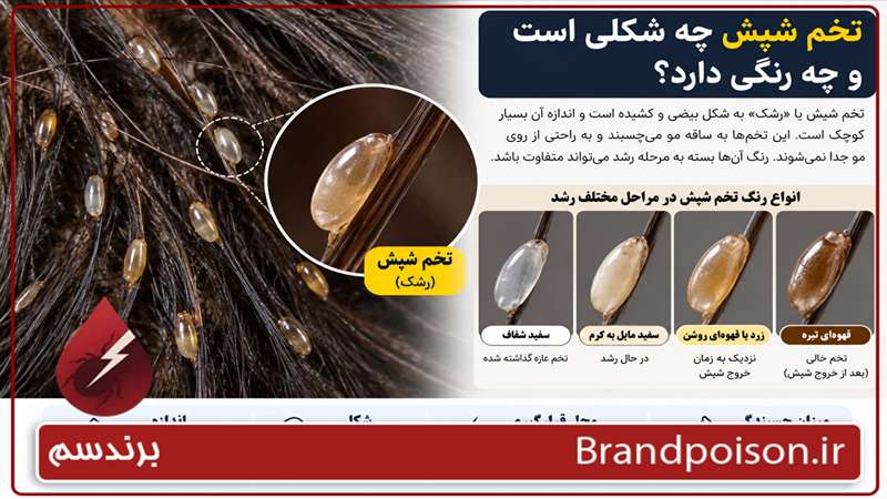عکس رشک یا همان تخم شپش 1