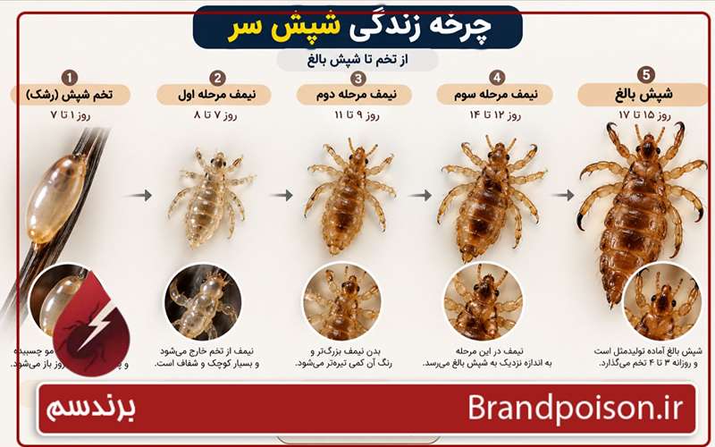 چگونه می توان تخم های شپش را شناسایی کرد؟ 5 نشانه اصلی 4 چرخه زندگی شپش سر